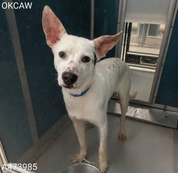 Australian Cattle Dog Blue Heeler and Mixed Breed Dogs Available for Adoption in Oklahoma City, Oklahoma - CHIP | PetCurious