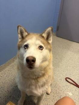Logan -  Siberian Husky and Mixed Breed Dog for Adoption in Columbus, Indiana - Logan | PetCurious