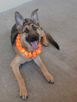 Magenta -  German Shepherd Dog Dog for Adoption in Mckinney, Texas - Magenta | PetCurious