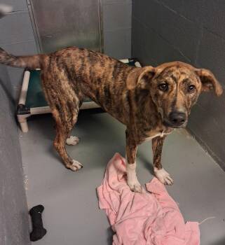 Rescue Anatolian Shepherd Dogs for Adoption in Stuart, Virginia - Reese | PetCurious