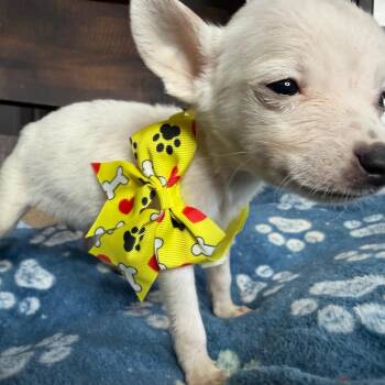 Clementine -  Rat Terrier and Mixed Breed Dog for Adoption in Aledo, Texas - Clementine | PetCurious