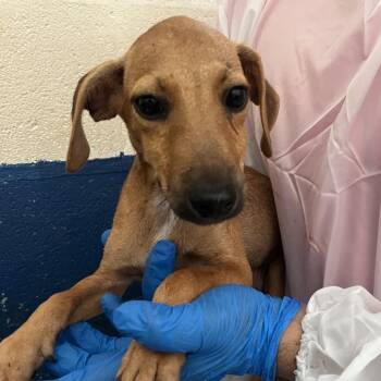 Nathan -  Dachshund and Mixed Breed Dog for Adoption in Edinburg, Texas - Nathan | PetCurious