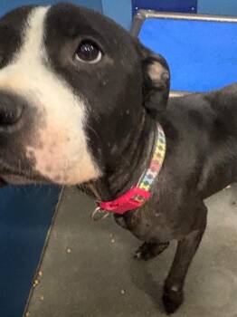 KiKi -  Mixed Breed Dog for Adoption in Henderson, North Carolina - KiKi | PetCurious