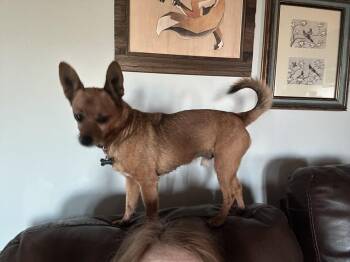 Barron -  Chihuahua Dog for Adoption in Blanchard, Oklahoma - Barron | PetCurious
