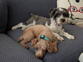 Amanda -  Poodle and Mixed Breed Dog for Adoption in Fort Worth, Texas - Amanda | PetCurious
