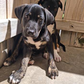 Garfield -  Mixed Breed and Labrador Retriever Dog for Adoption in Freeport, Florida - Garfield | PetCurious