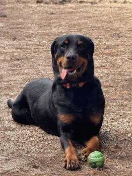 Rottweiler Dogs Available for Adoption - Maggie Mae | PetCurious