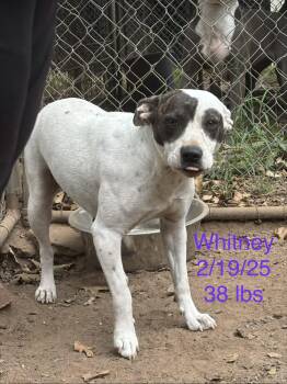 Whitney -  Pit Bull Terrier and Labrador Retriever Dog for Adoption in Welling, Oklahoma - Whitney | PetCurious