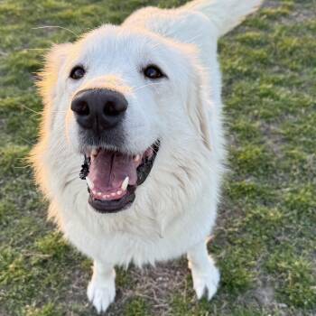 Great Pyrenees Dogs Available for Adoption - Winter | PetCurious