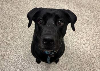 Labrador Retriever and Mixed Breed Dogs Available for Adoption - ROXIE | PetCurious