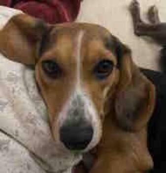 Beagle Dogs Available for Adoption in Knoxville, Tennessee - Sally | PetCurious