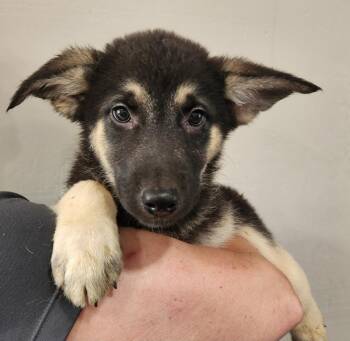 Heathcliff -  Shepherd Dog for Adoption in Walnutport, Pennsylvania - Heathcliff | PetCurious