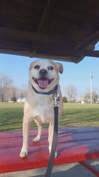 Chihuahua Dogs Available for Adoption - Pringles | PetCurious