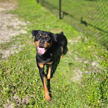 1050-D26 -  Rottweiler Dog for Adoption in Port Charlotte, Florida - 1050-D26 | PetCurious