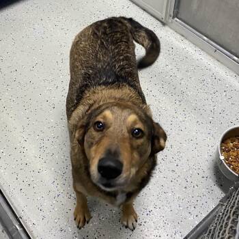 Shepherd Dogs Available for Adoption - Dinky | PetCurious