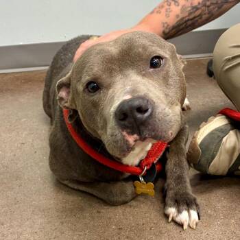 Terrier Dogs Available for Adoption - Wallet | PetCurious