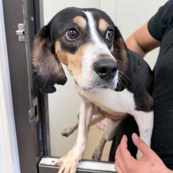 Beagle Dogs Available for Adoption in Chino Hills, California - Bolt - Chino Hills Location | PetCurious