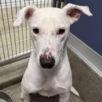 Azkaban -  Labrador Retriever and Shepherd Dog for Adoption in Los Angeles, California - Azkaban | PetCurious