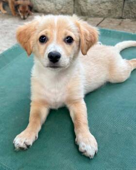 Chihuahua and Spaniel Dogs Available for Adoption in Corona, California - Robbie | PetCurious