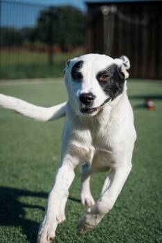 Rescue Great Pyrenees Dogs for Adoption - Sharkie | PetCurious