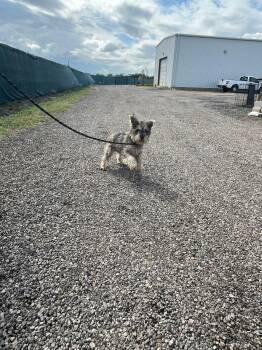 Jenna -  Yorkshire Terrier Dog for Adoption in Minneapolis, Minnesota - Jenna | PetCurious