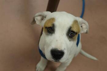 Mixed Breed Dogs Available for Adoption in Columbia, South Carolina - SPLASHLET | PetCurious