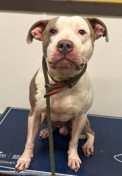 Mellow -  Pit Bull Terrier and Mixed Breed Dog for Adoption in Bowling Green, Kentucky - Mellow | PetCurious