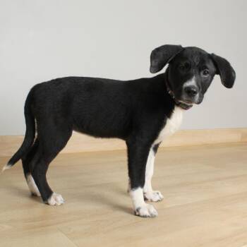 Franny D69710 -  Pit Bull Terrier and Australian Shepherd Dog for Adoption in Minnetonka, Minnesota - Franny D69710 | PetCurious