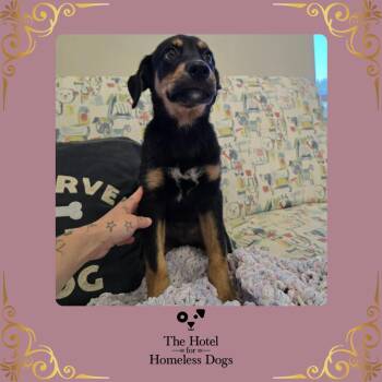 Shepherd and Terrier Dogs Available for Adoption in Cumberland, Rhode Island - Suzie | PetCurious