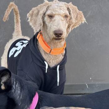 Rescue Goldendoodle Dogs for Adoption in Myrtle, Mississippi - Wells | PetCurious