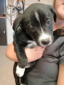 Rescue German Shepherd Dog and Labrador Retriever Dogs for Adoption in Amarillo, Texas - Gretel | PetCurious