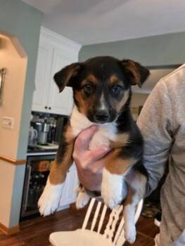 Beagle and Australian Shepherd Dogs Available for Adoption in Union Grove, Wisconsin - Olive | PetCurious