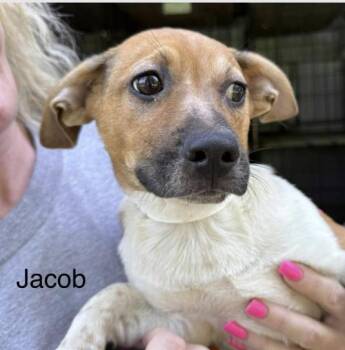 Rescue Chihuahua Dogs for Adoption in Spring, Texas - Jacob | PetCurious