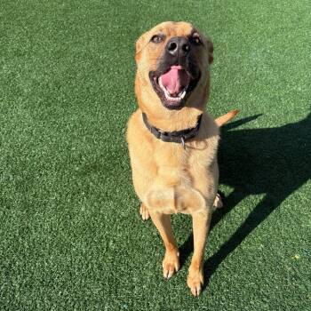 Black Mouth Cur Dogs Available for Adoption in Brockton, Massachusetts - Bodhi | PetCurious