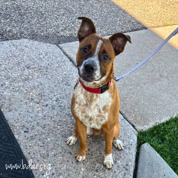 Rescue Cattle Dog and Mixed Breed Dogs for Adoption in Cheyenne, Wyoming - James | PetCurious