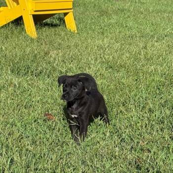 Kinsey -  Mixed Breed Dog for Adoption in Fredericksburg, Virginia - Kinsey | PetCurious