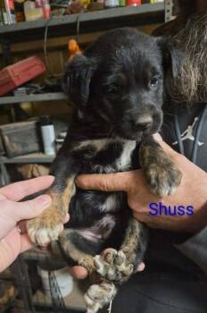 Shepherd Dogs Available for Adoption - Shuss | PetCurious