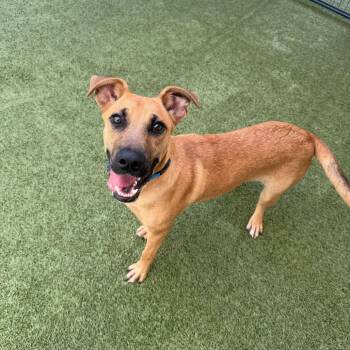 Tumble -  Black Mouth Cur and Mixed Breed Dog for Adoption in Titusville, Florida - Tumble | PetCurious