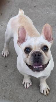 Buddy -  French Bulldog Dog for Adoption in Momence, Illinois - Buddy | PetCurious