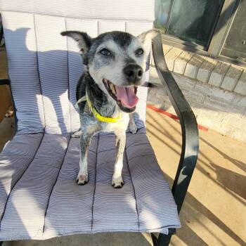 Abuelita -  Miniature Pinscher Dog for Adoption in Oklahoma City, Oklahoma - Abuelita | PetCurious