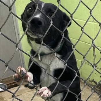 Tux -  Border Collie Dog for Adoption in Fort Payne, Alabama - Tux | PetCurious