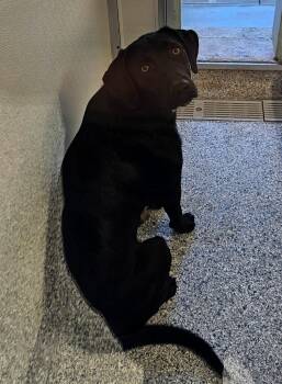 Apollo -  Terrier and Labrador Retriever Dog for Adoption in Athens, Tennessee - Apollo | PetCurious