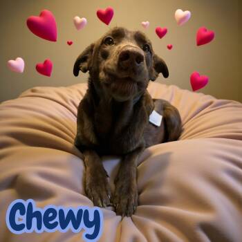 Rescue Chocolate Labrador Retriever Dogs for Adoption in Chuckey, Tennessee - Chewy - CT | PetCurious