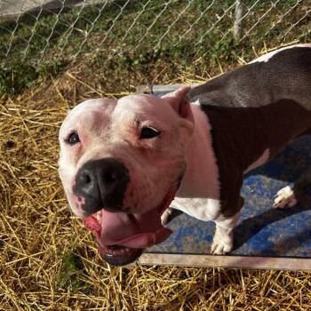 Horchata -  Mixed Breed Dog for Adoption in Chattanooga, Tennessee - Horchata | PetCurious