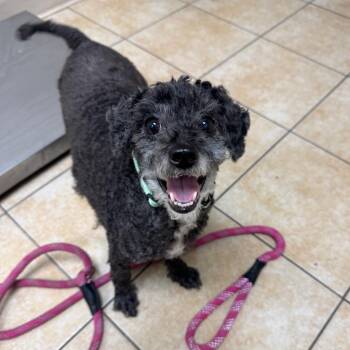 Tinkerbell -  Bichon Frise Dog for Adoption in Pekin, Illinois - Tinkerbell | PetCurious