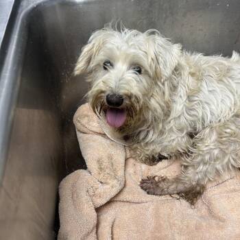 Mindy -  Miniature Schnauzer Dog for Adoption in Birmingham, Alabama - Mindy | PetCurious