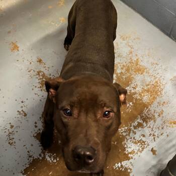 Rescue Mixed Breed Dogs for Adoption in Gadsden, Alabama - ELM 55 | PetCurious