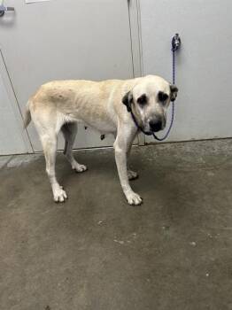 Rescue Anatolian Shepherd and Mixed Breed Dogs for Adoption in Rosenberg, Texas - MOCHI | PetCurious