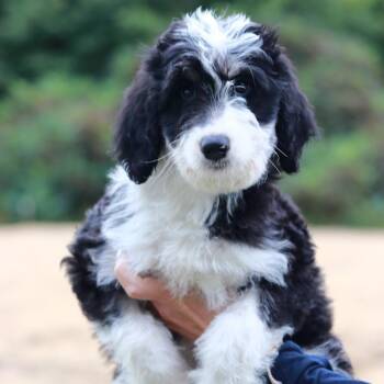 CT Marie avail Sep 26 (Cropley