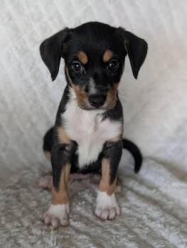 Mandy Mango -  Shepherd and Labrador Retriever Dog for Adoption in Baton Rouge, Louisiana - Mandy Mango | PetCurious
